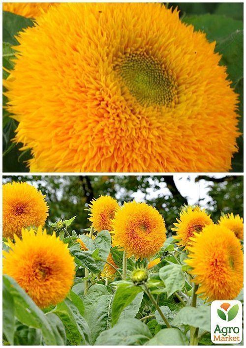 На развес Подсолнечник "Декоративный" ТМ "Весна" цена за 3г - фото 3