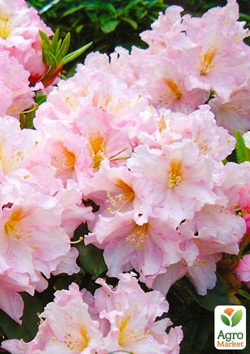 Рододендрон гибридный "Dagmar" 2 летний, С3  высота 10-20см