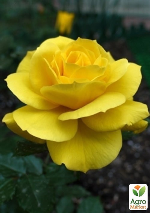 Роза в контейнере флорибунда "Фрезия" (саженец класса АА+) - фото 2