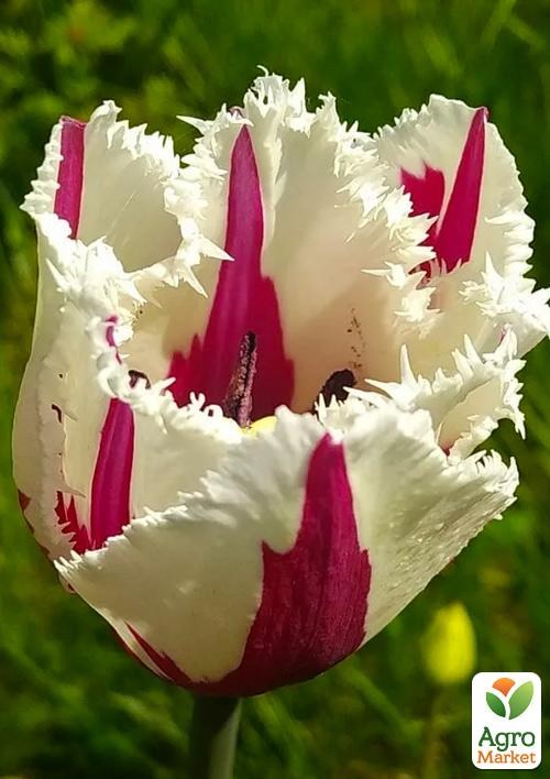 Тюльпан "Carrousel" 