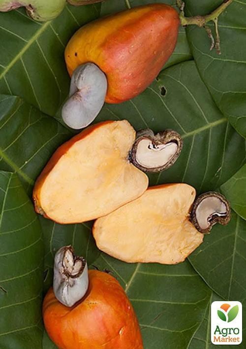 Кешью "Anacardium Occidentale" (экзотический, сладкий орех) - фото 2