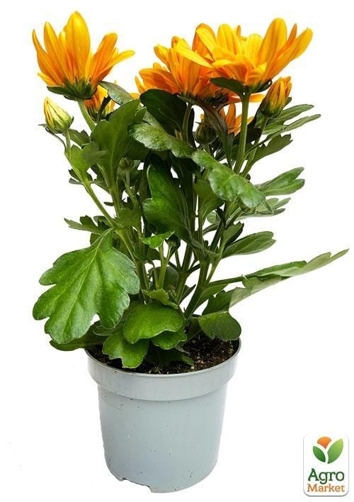 Хризантема "Classic Orange" (Нидерланды) - фото 3