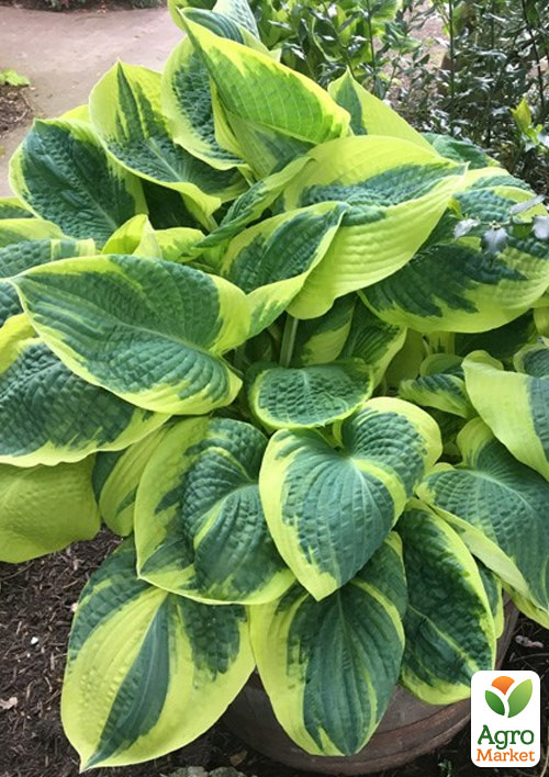 Хоста гібридна "Band of Gold" С1.5