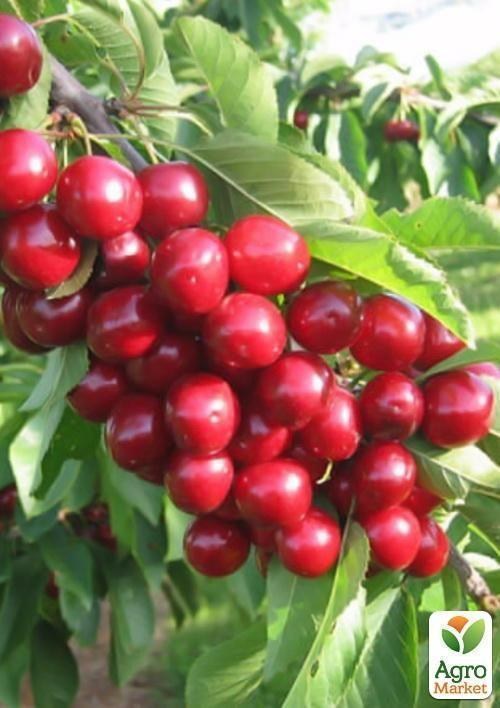 Черешня "Ізюмна"