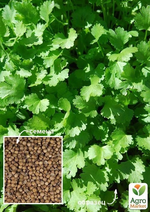 Коріандр "Янтар" ТМ «Весна» 100г