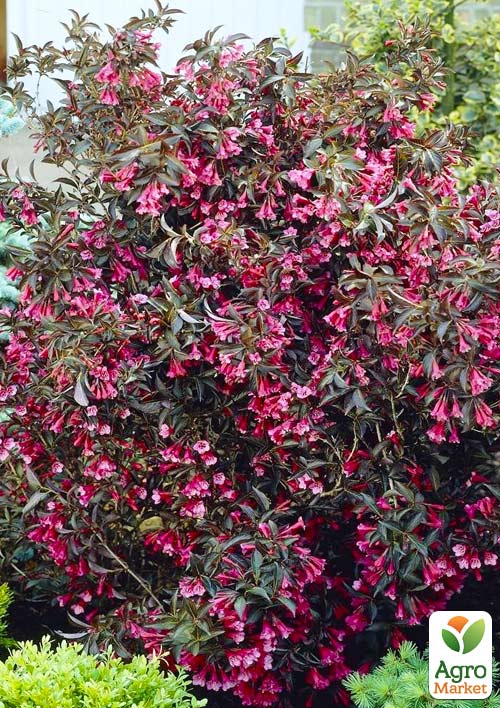 Вейгела "Alexandra" (Weigela Florida) - фото 5