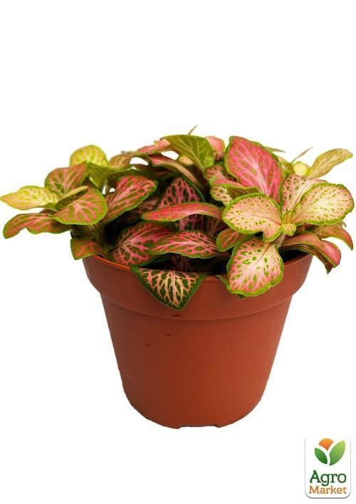 Фіттонія Френкі (Fittonia Frankie) - фото 2