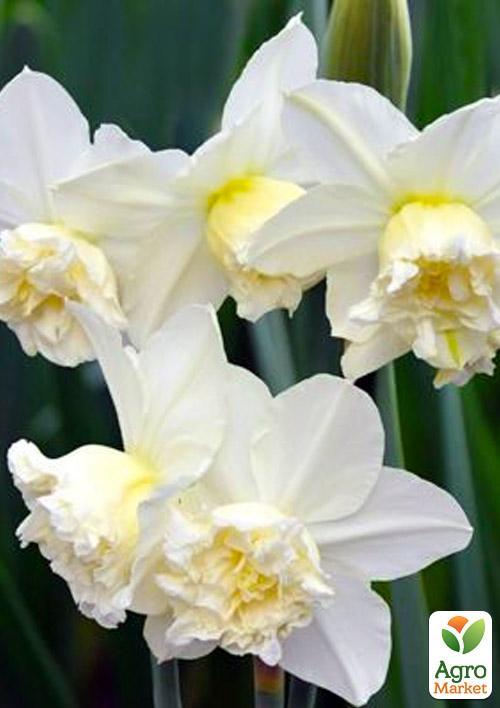 Нарцисс "White Marvel"