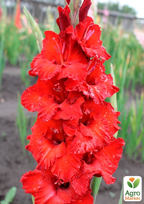 Гладіолус "Roma" - фото 4