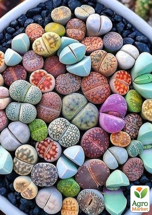 Літопси "Живі Камені" (Levend Steenje №1)