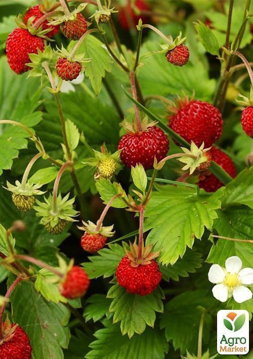 Земклубника "Пенелопа" 5шт (среднеранний срок созревания) - фото 5