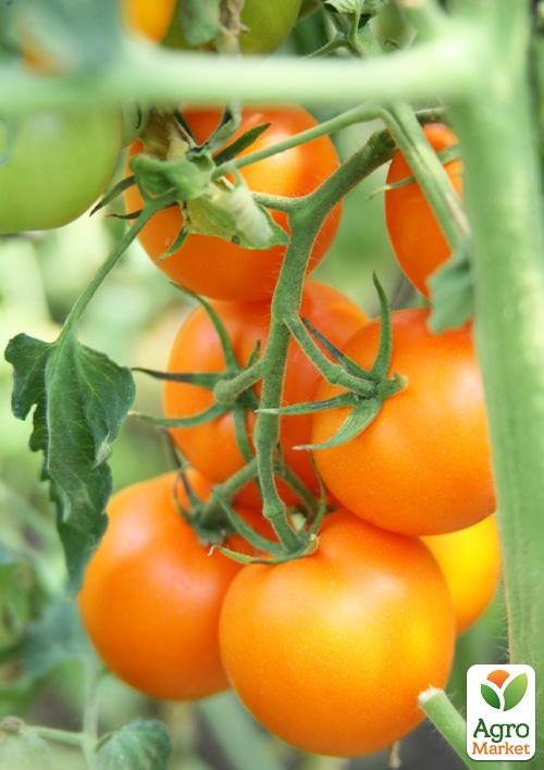 Томат "Золото Маккены" ТМ "Vesna Select" 0.2г