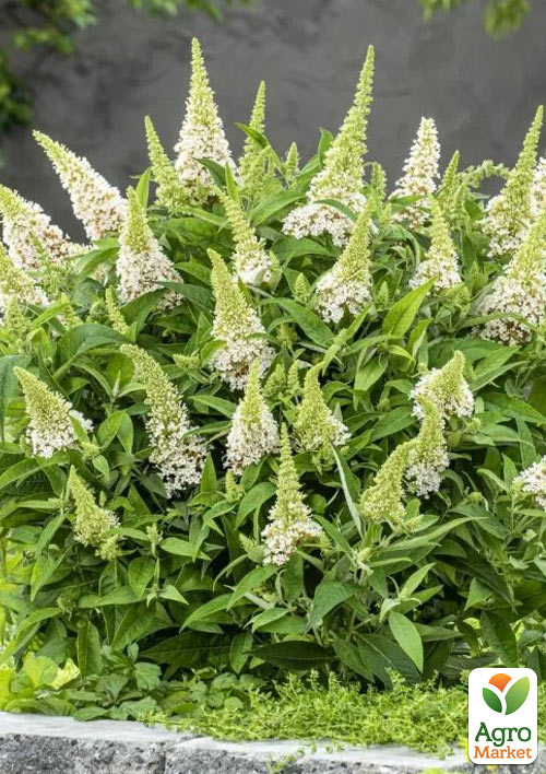 Буддлея карликова "Little White"