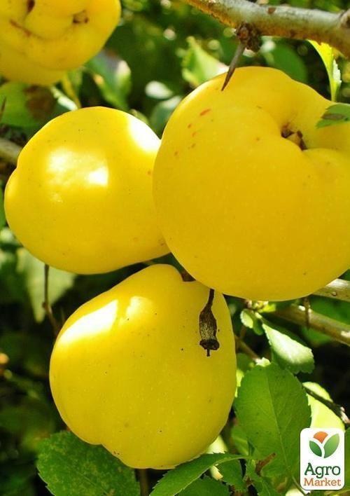 Айва японская "Хеномелес" контейнер 1л - фото 4