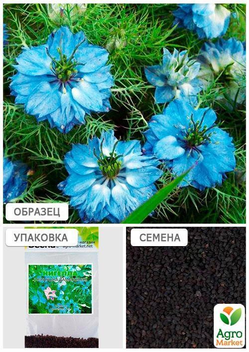 Нигелла "Чернушка дамасская" (Черный тмин) (Зипер) ТМ "Весна" 2г - фото 4
