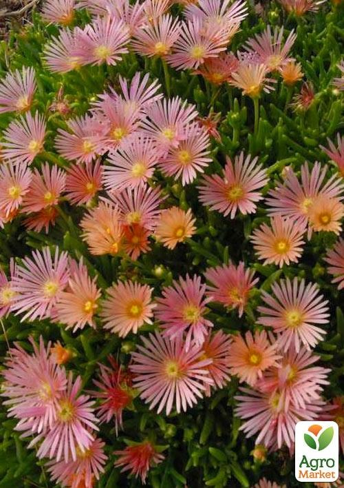 Делосперма (квітучий сукулент) "Kelaidis"