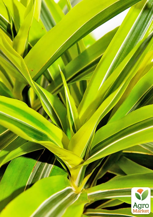 LMTD Драцена "Lemon Lime" (высота 20-30см) - фото 7