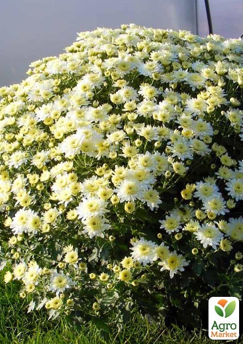 Хризантема мультифлора шарообразная "Diva Blanc" 