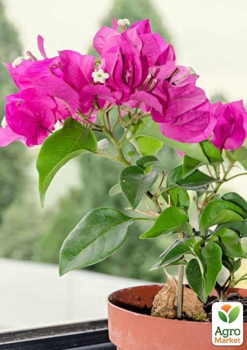 Бугенвиллия комнатная цветущая "Vera deep purple" - фото 6