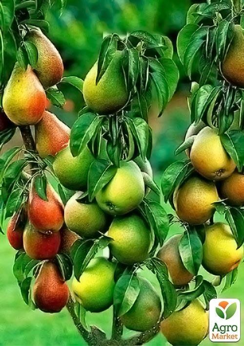 Эксклюзив! Дерево-сад Груша "Генерал Тотлебен+Талгарская красавица+Конференция" 