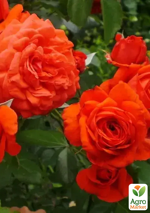 Роза плетистая "Maintower" в контейнере, высший сорт - фото 6