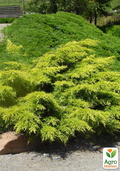 Можжевельник средний "Gold Star" С2, диаметр 20-30см - фото 3