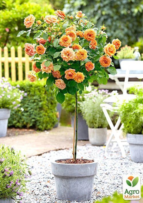 Роза штамбовая "Свит Дрим"