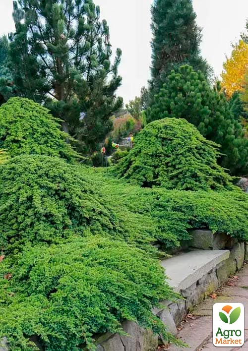 Можжевельник стелющийся на штамбе «Procumbens Nana» С10, высота 90-110см, диаметр кроны 25-35см - фото 6