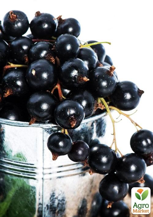 Смородина чорна "Вернісаж" (середнього терміну дозрівання, високоврожайний сорт)