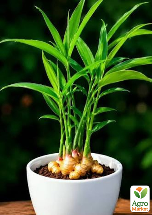 LMTD Имбирь комнатный Zingiber officinale `Bontemps`  высота 15-25см