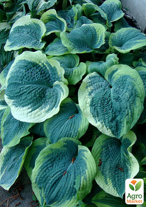 Хоста гібридна "American Halo" С1.5