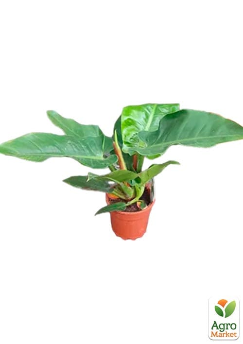 LMTD Филодендрон "Imperial Green" высота 30-40см - фото 8