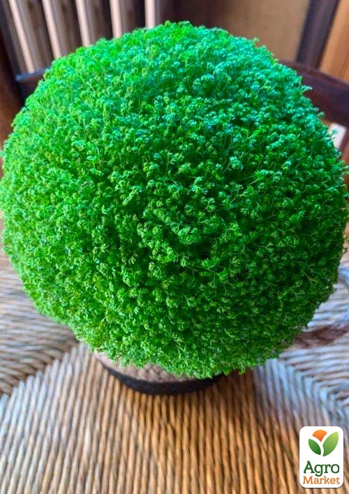 Селагинелла "Apoda" - фото 2