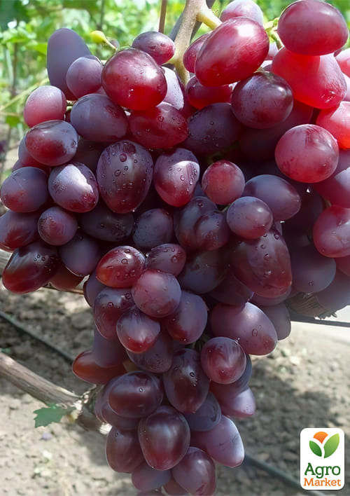 Виноград десертний "Полонез" (вкорінений саджанець у контейнері) - фото 5
