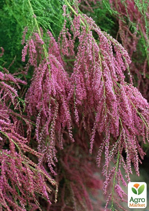 Тамарикс ветвистый 2-х летний "Pink Cascade" С2 - фото 3