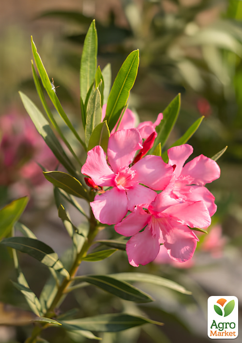 Олеандр душистый "Nerium oleander Temptation" (вечнозеленый, ароматный кустарник)