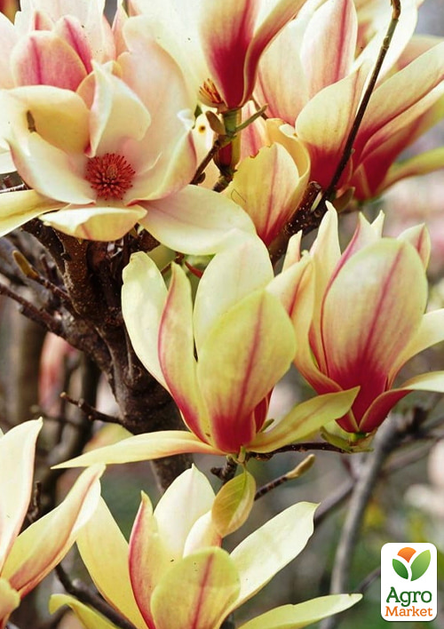 Магнолия 4-х летняя "Sunrise" (высота 80-100см) - фото 3