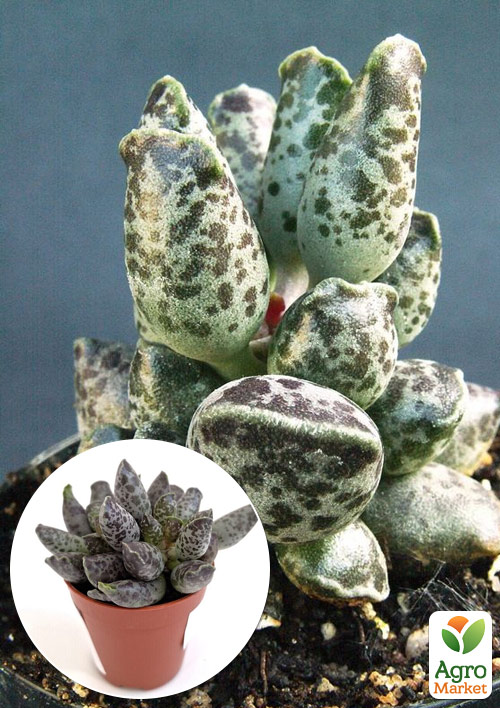 Адромискус Утонченный  (adromischus festivus)