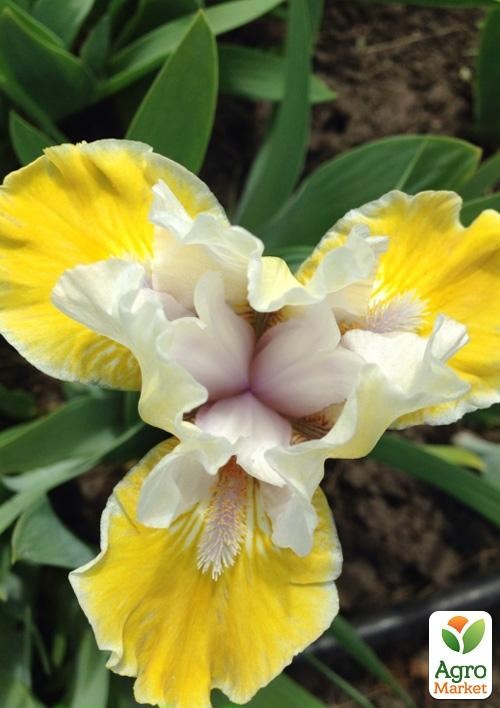 Ирис карликовый "Pierrot" 