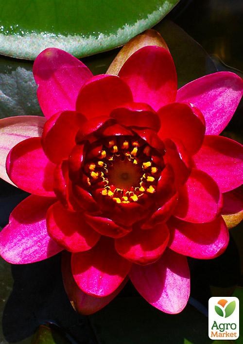 Нимфея "Perry`s Baby Red"