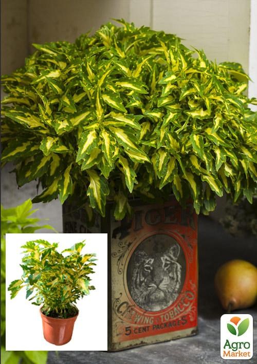 Колеус Alligator Tears