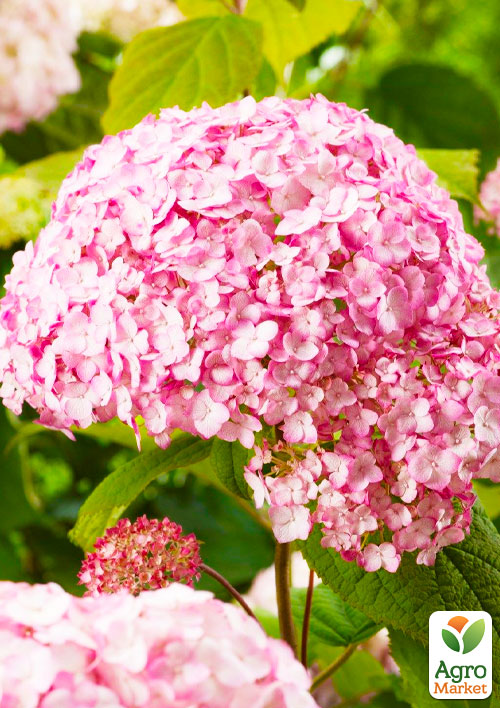 Гортензія деревоподібна "Candybelle Marshmallow" - фото 5