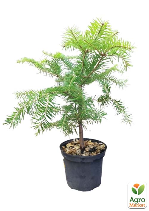Пихта Маньчжурская 4х летняя (Abies holophylla) высота 30-40 см - фото 2