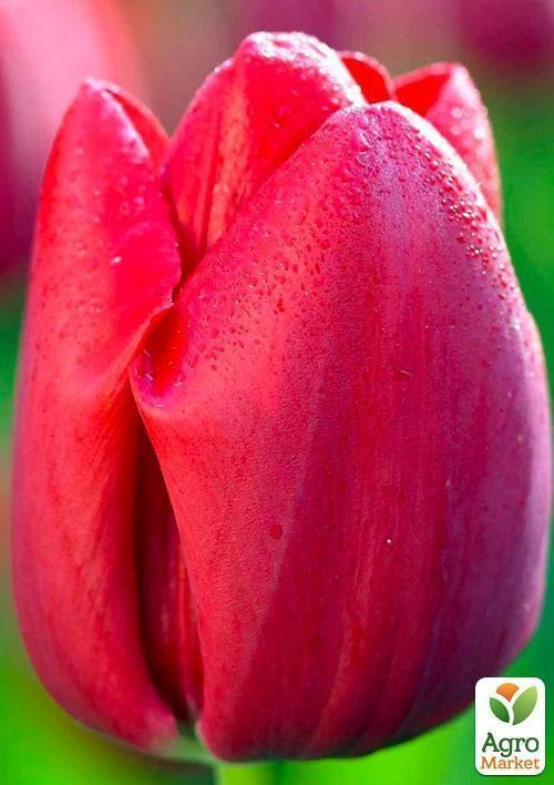 Тюльпан "Bastogne" 3шт в упаковке