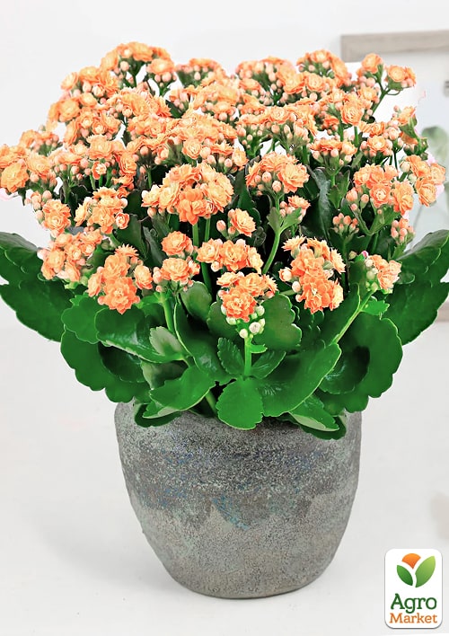 Каланхоэ Блоссфельда "Coral" (Kalanchoe Blossfeldiana) (Нидерланды) - фото 7