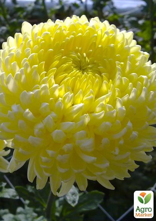 Хризантема "Sunberry Cream" (низькоросла крупноквіткова)