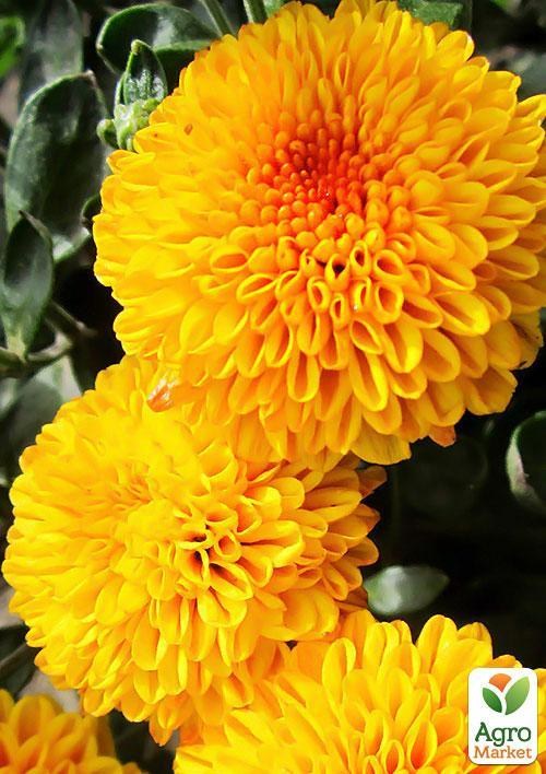 Хризантема корейська "Аусма" (вкоріненого живця висота 5-10 см)