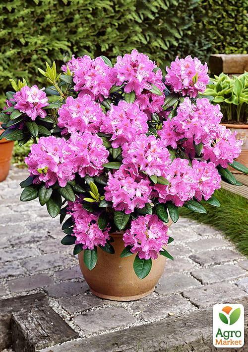 Рододендрон розовый "Розинетта" (Rosinetta)