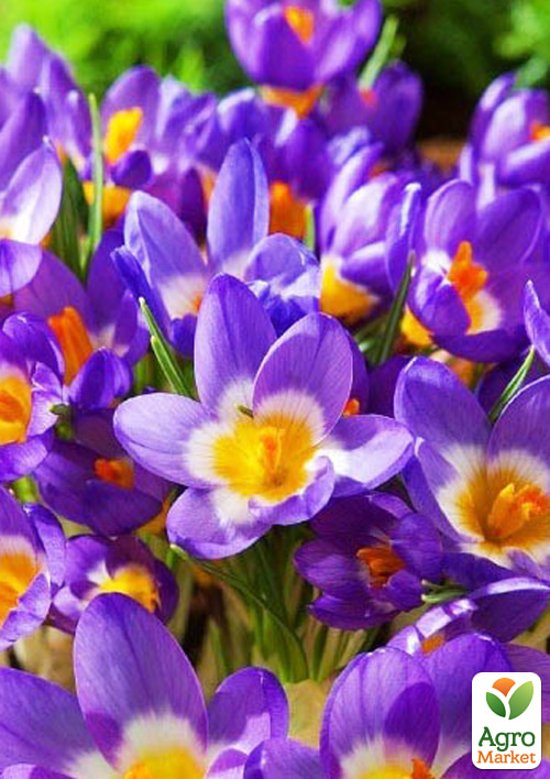 Крокус крупноцветковый "Tricolor" укорененный