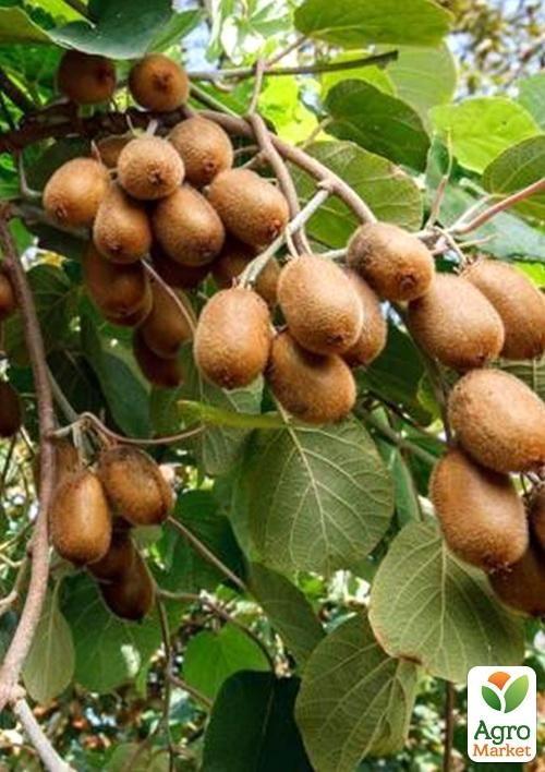 Киви "Хейворд" (самый известный и распространенный в мире сорт)